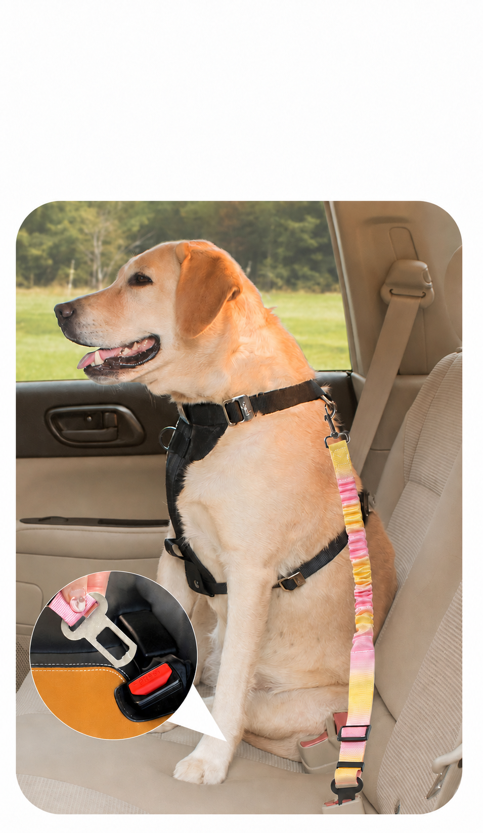 Adjustable Bungee Dog Car Seat Belt with Shock-Absorbing Tether