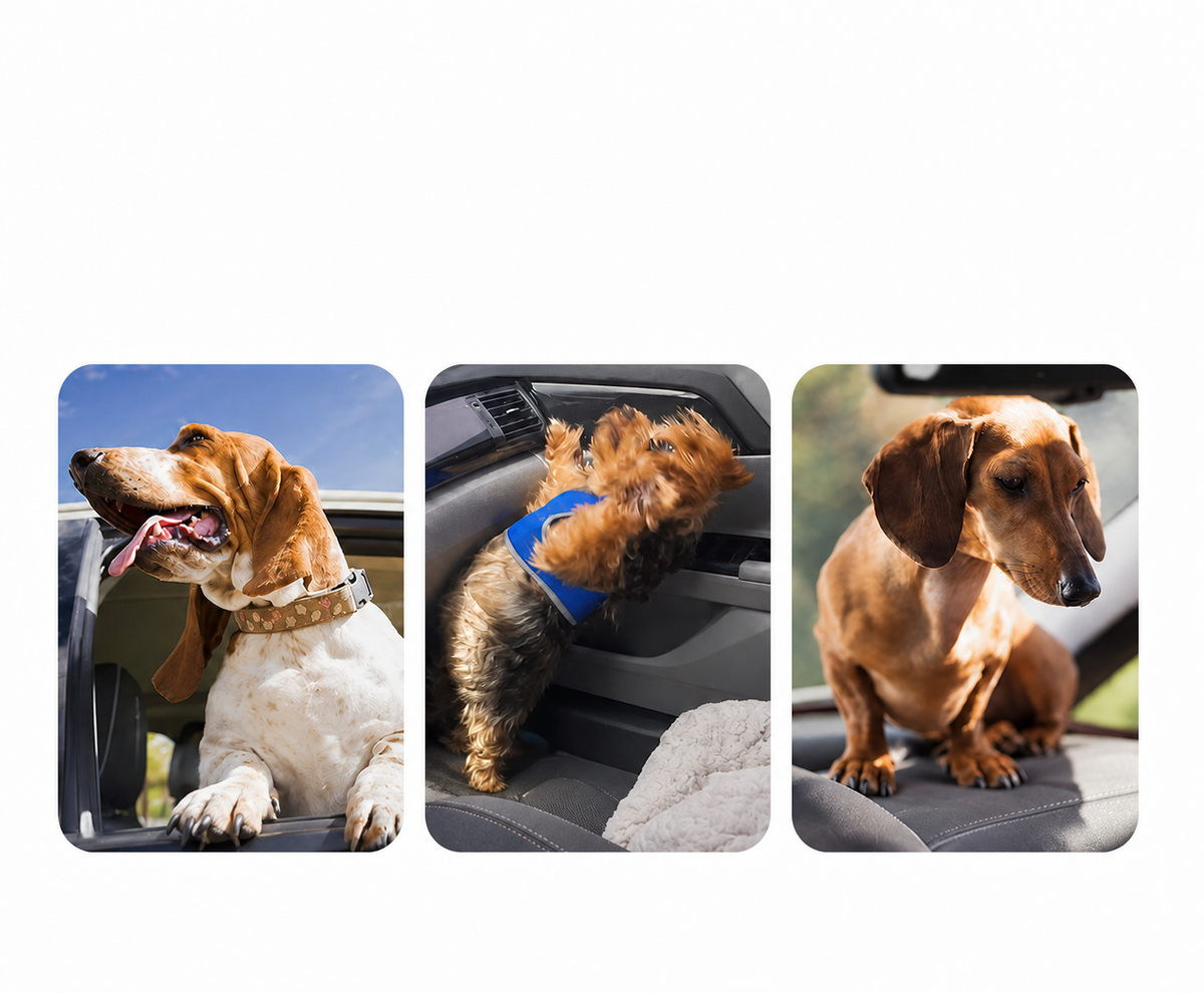 Adjustable Bungee Dog Car Seat Belt with Shock-Absorbing Tether